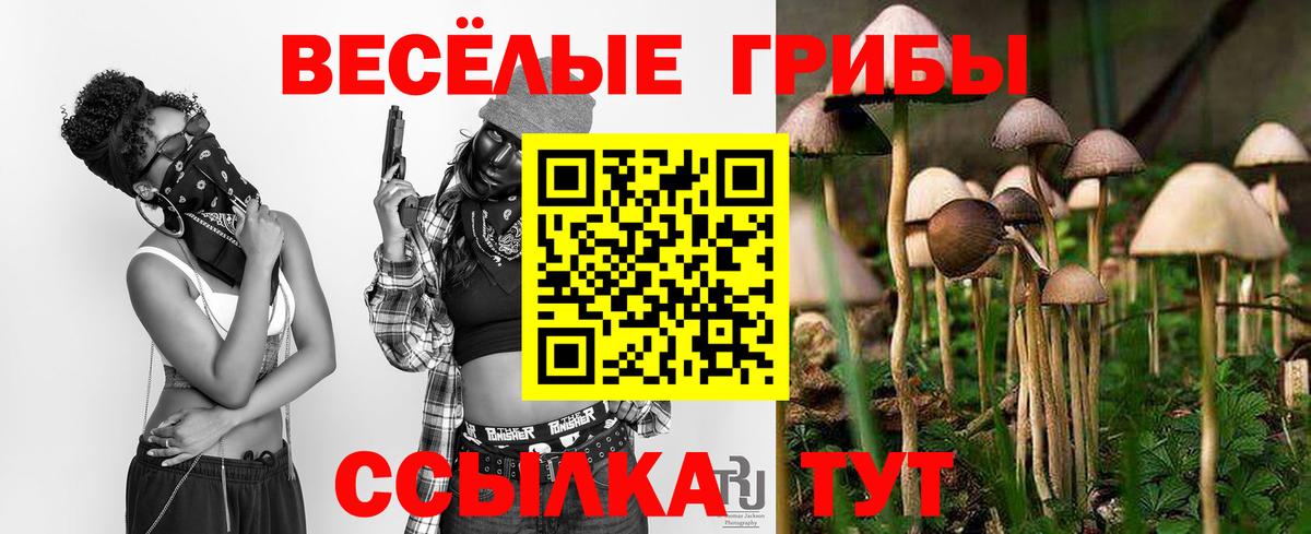 Псилоцибиновые грибы Cubensis Муравленко